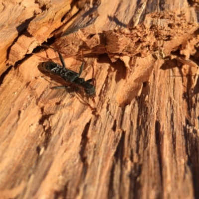 Aphneope sericata (Longhorn beetle) at Lower Boro, NSW - 26 Jul 2016 by mcleana