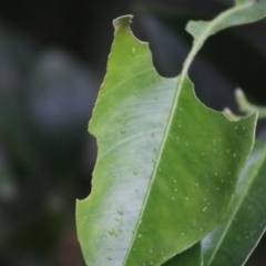 Papilio anactus at Hughes, ACT - 10 Apr 2020