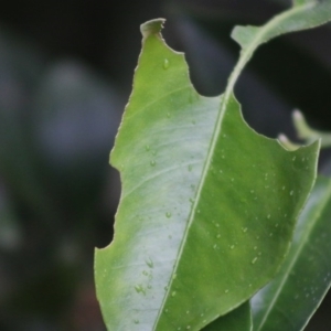 Papilio anactus at Hughes, ACT - 10 Apr 2020