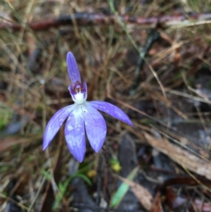 Cyanicula caerulea at Lower Boro, NSW - 18 Sep 2016