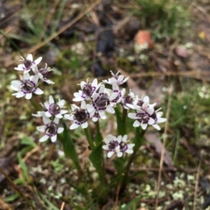 Wurmbea dioica subsp. dioica at Boro, NSW - 18 Sep 2016 04:48 PM