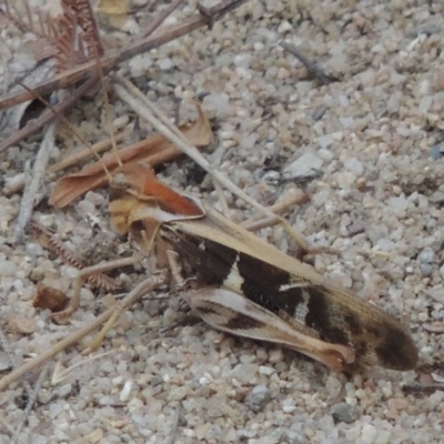 Gastrimargus musicus (Yellow-winged Locust or Grasshopper) at Tuggeranong DC, ACT - 15 Jan 2020 by michaelb