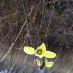 Diuris chryseopsis (Golden Moth) at Lower Boro, NSW - 18 Sep 2016 by mcleana