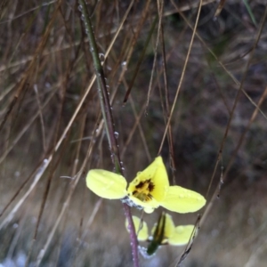 Diuris chryseopsis at Lower Boro, NSW - 18 Sep 2016