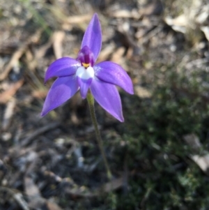 Glossodia major at Lower Boro, NSW - 27 Sep 2016