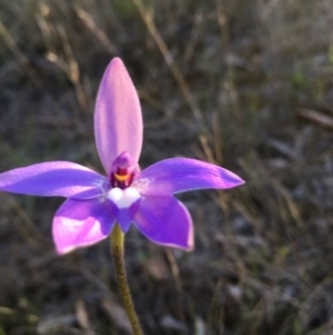 Glossodia major at Lower Boro, NSW - 9 Oct 2016