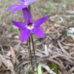 Glossodia major at Lower Boro, NSW - 9 Oct 2016