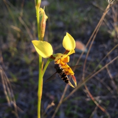 Diuris sulphurea (Tiger Orchid) at Lower Boro, NSW - 25 Oct 2016 by mcleana