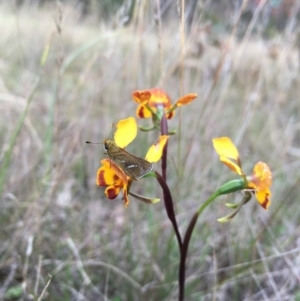 Diuris semilunulata at Lower Boro, NSW - 28 Oct 2016