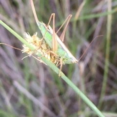 Conocephalus upoluensis (Meadow Katydid) at Majura, ACT - 9 Apr 2020 by JaneR