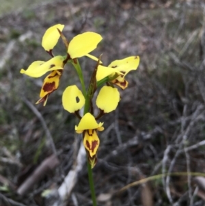 Diuris sulphurea at Lower Boro, NSW - 28 Oct 2016