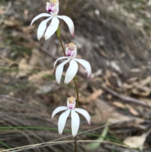 Caladenia moschata at Lower Boro, NSW - 28 Oct 2016