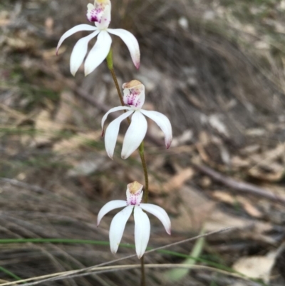 Caladenia moschata (Musky Caps) at Lower Boro, NSW - 28 Oct 2016 by mcleana