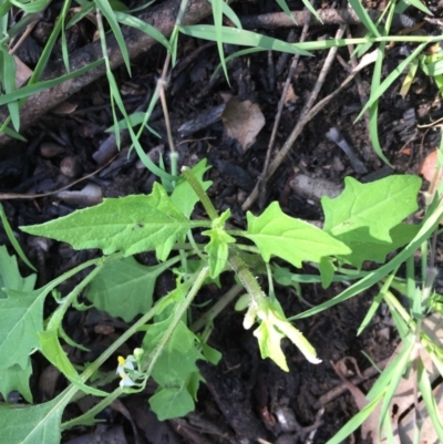 Solanum opacum (Dark Nightshade) at Woodstock, NSW - 7 Apr 2020 by Evelynm