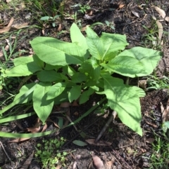 Phytolacca octandra (Inkweed) at Undefined - 7 Apr 2020 by Evelynm