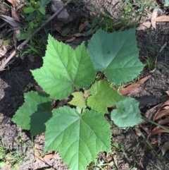 Androcalva rossii (brush kurrajong, blackfellows' hemp) at Woodstock, NSW - 7 Apr 2020 by Evelynm