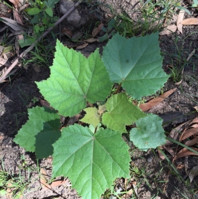 Androcalva rossii (brush kurrajong, blackfellows' hemp) at Woodstock, NSW - 7 Apr 2020 by Evelynm