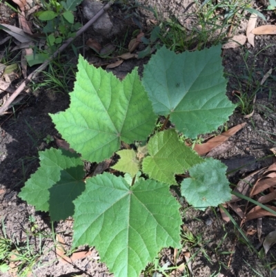 Androcalva rossii (Brush Kurrajong, Blackfellows' Hemp) at Woodstock, NSW - 7 Apr 2020 by Evelynm