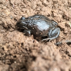 Limnodynastes tasmaniensis (Spotted Grass Frog) at Lower Boro, NSW - 22 Oct 2016 by mcleana