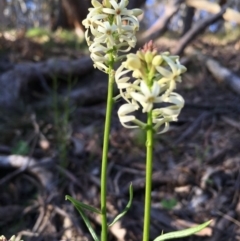 Stackhousia monogyna (Creamy Candles) at Boro, NSW - 21 Oct 2016 by mcleana