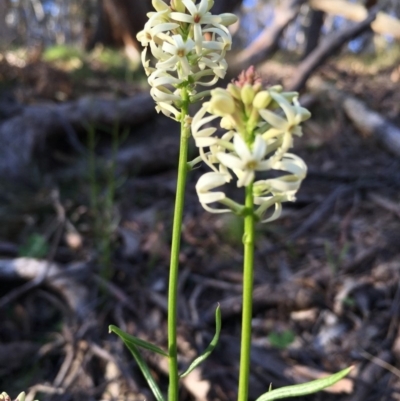 Stackhousia monogyna (Creamy Candles) at Boro, NSW - 21 Oct 2016 by mcleana