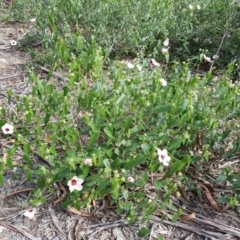 Pavonia hastata (Spearleaf Swampmallow) at Chisholm, ACT - 28 Mar 2020 by RomanSoroka