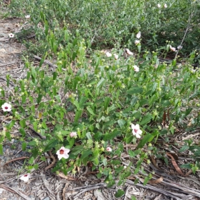 Pavonia hastata (Spearleaf Swampmallow) at Chisholm, ACT - 28 Mar 2020 by RomanSoroka