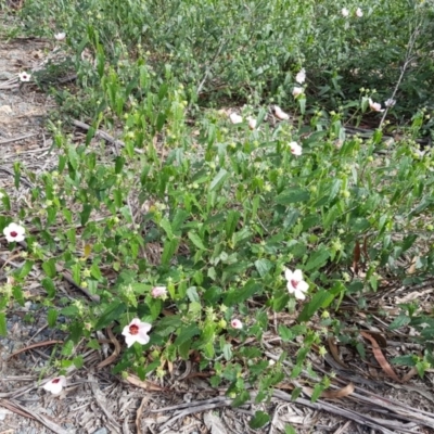 Pavonia hastata (Spearleaf Swampmallow) at Chisholm, ACT - 28 Mar 2020 by Roman