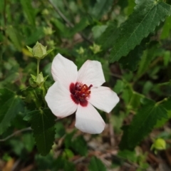 Pavonia hastata at Chisholm, ACT - 28 Mar 2020