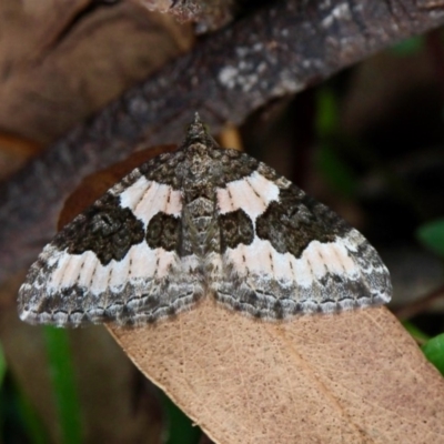 Chrysolarentia gypsomela (Gypsum Carpet) at Red Hill, ACT - 9 Apr 2020 by Willcath80