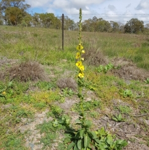 Verbascum virgatum at Chisholm, ACT - 28 Mar 2020