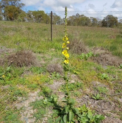 Verbascum virgatum (Green Mullein) at Chisholm, ACT - 28 Mar 2020 by RomanSoroka