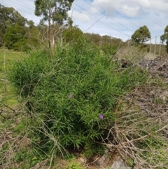 Solanum linearifolium (Kangaroo Apple) at Hume Paddocks - 29 Mar 2020 by Roman