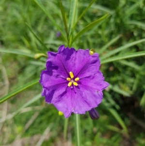 Solanum linearifolium at Gilmore, ACT - 29 Mar 2020