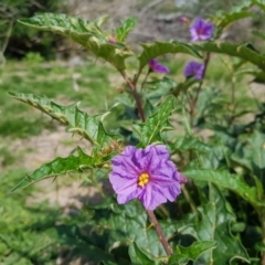 Solanum cinereum at Gilmore, ACT - 29 Mar 2020 01:53 PM