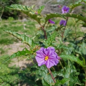 Solanum cinereum at Gilmore, ACT - 29 Mar 2020 01:53 PM