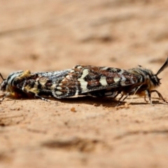 Apina callisto at Red Hill, ACT - 9 Apr 2020