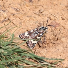 Apina callisto at Red Hill, ACT - 9 Apr 2020