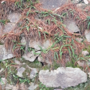 Asplenium flabellifolium at Chisholm, ACT - 5 Apr 2020