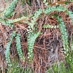 Asplenium flabellifolium at Chisholm, ACT - 5 Apr 2020