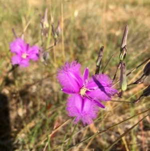 Thysanotus tuberosus subsp. tuberosus at Lower Boro, NSW - 28 Nov 2016