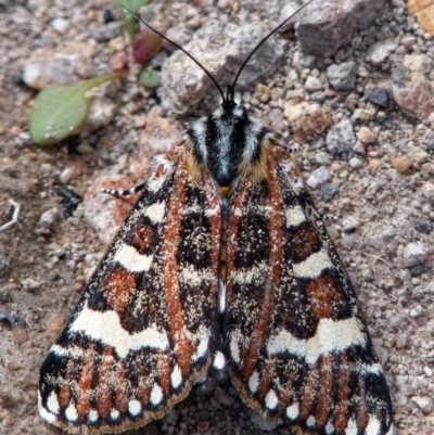 Apina callisto (Pasture Day Moth) at Hume Paddocks - 5 Apr 2020 by RomanSoroka