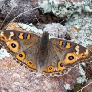 Junonia villida at Gilmore, ACT - 8 Apr 2020 12:02 PM