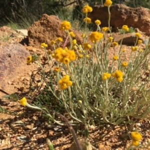 Chrysocephalum apiculatum at Boro, NSW - 28 Nov 2016