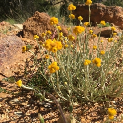 Chrysocephalum apiculatum (Common Everlasting) at Boro, NSW - 28 Nov 2016 by mcleana