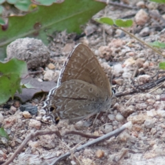 Jalmenus icilius (Amethyst Hairstreak) at Gilmore, ACT - 8 Apr 2020 by Roman