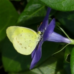 Eurema smilax (Small Grass-yellow) at Chisholm, ACT - 9 Apr 2020 by Roman