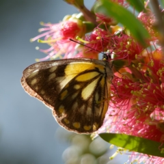 Belenois java (Caper White) at Chisholm, ACT - 9 Apr 2020 by Roman