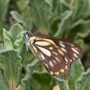 Belenois java at Chisholm, ACT - 9 Apr 2020