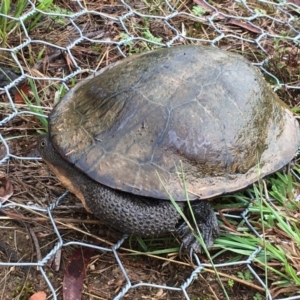 Chelodina longicollis at Lower Boro, NSW - 14 Mar 2017